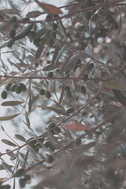 Olive, olio e oleoturismo. Con il termine "oleoturismo" si intendono tutte le attività di conoscenza dell'olio d'oliva espletate nel luogo di produzione, le visite nei luoghi di coltura, di produzione o di esposizione degli strumenti utili alla coltivazione dell'ulivo, la degustazione e la commercializzazione delle produzioni aziendali dell’olio d’oliva, anche in abbinamento ad alimenti, le iniziative a carattere didattico e ricreativo nell'ambito dei luoghi di coltivazione e produzione