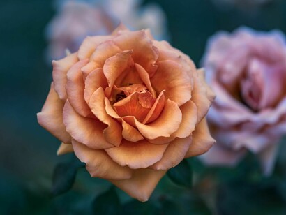Peach-colored rose next to pink roses