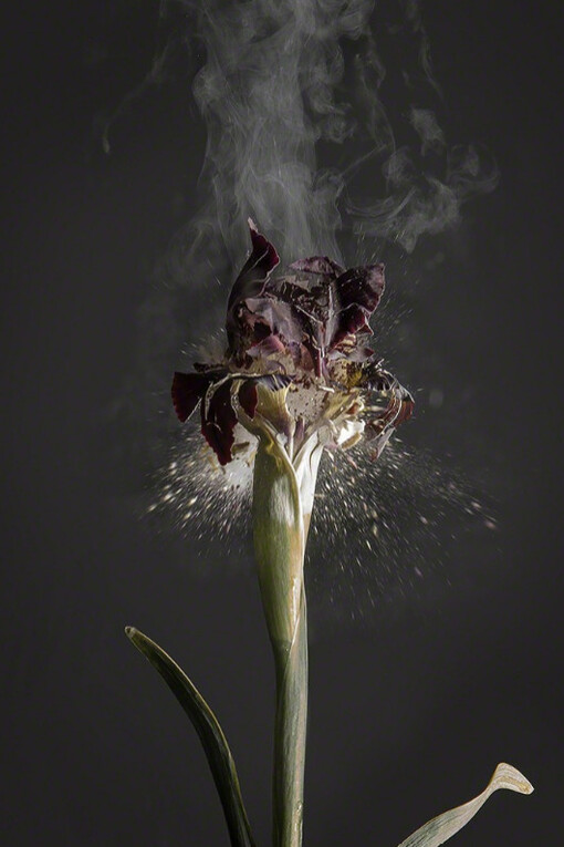 Fragile Land. Courtesy of Yancey Richardson Gallery
