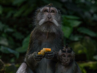 The old helping to feed the young, Japanese macaque