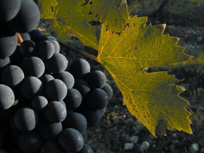 Sangiovese grape