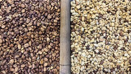 Sun-dried Arabica beans shine in their natural form, showcasing the dedication of local farmers and roasters
