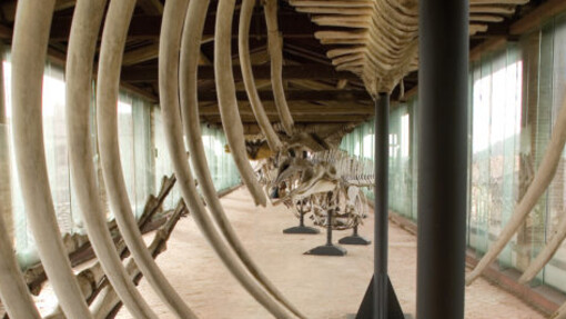 Cetaceans gallery. Courtesy of Museo di Storia Naturale