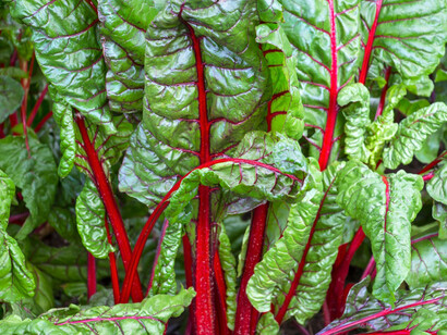 Acelga roja