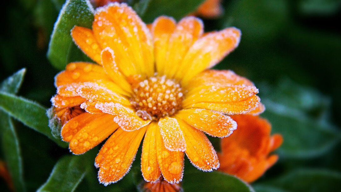 Una flor cubierta de escarcha