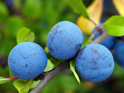 There are individuals who currently practice wild foods harvesting as their main or complementary economic activity
