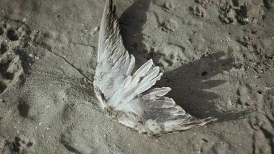 Cristina De Middel - Afronauts – Inyoni