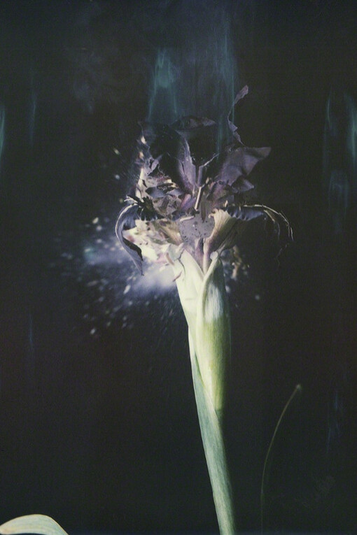 Fragile Land. Courtesy of Yancey Richardson Gallery