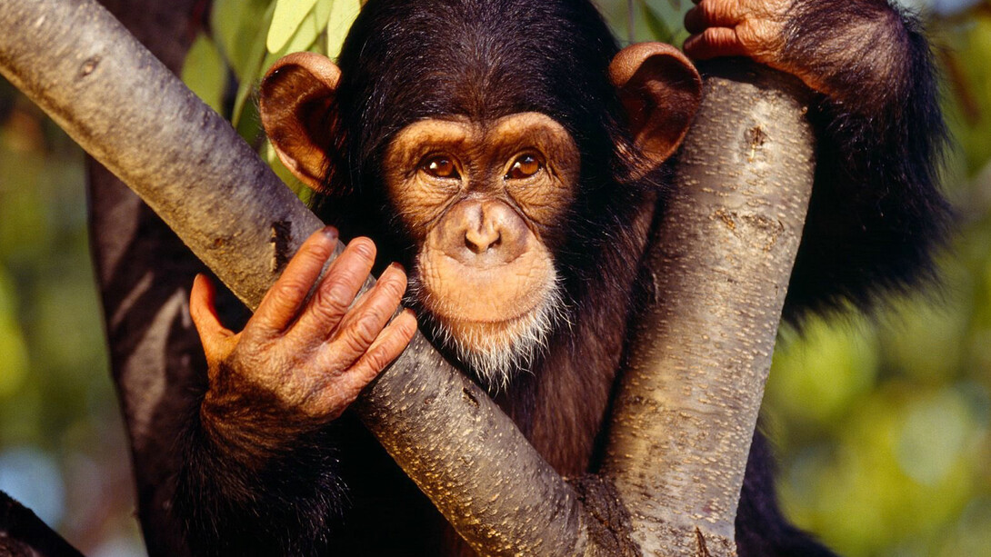Los chimpancés, nuestros parientes más cercanos