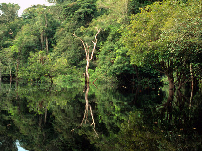 Foresta di mangrovie