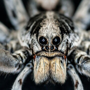 O. Orkin Insect Zoo. Courtesy of Smithsonian's National Museum of Natural History