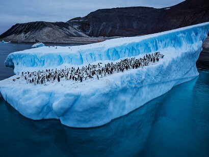 Penguins in Antarctic