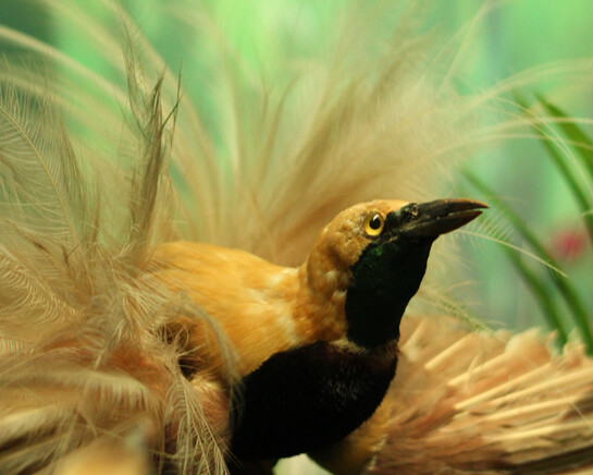 Bird of Paradise. Courtesy of Grigore Antipa National Museum of Natural History