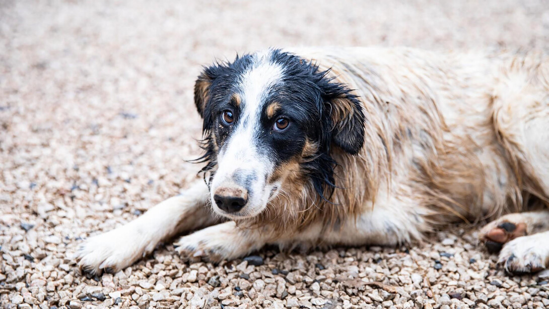 Abandon des animaux. Il aura quand même fallu attendre 2015 pour qu'en France, les animaux soient reconnus comme étant un être vivant doué de sensibilité © Four Pawns Nika/Mokos