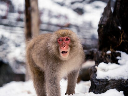 Macaque of Japan