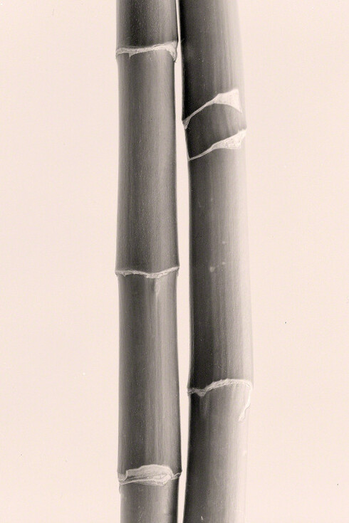 Betsy Crowell. Courtesy of John Davis Gallery