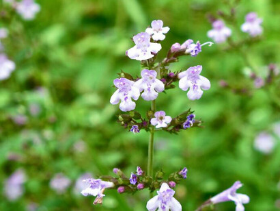 Fiori di Santoreggia
