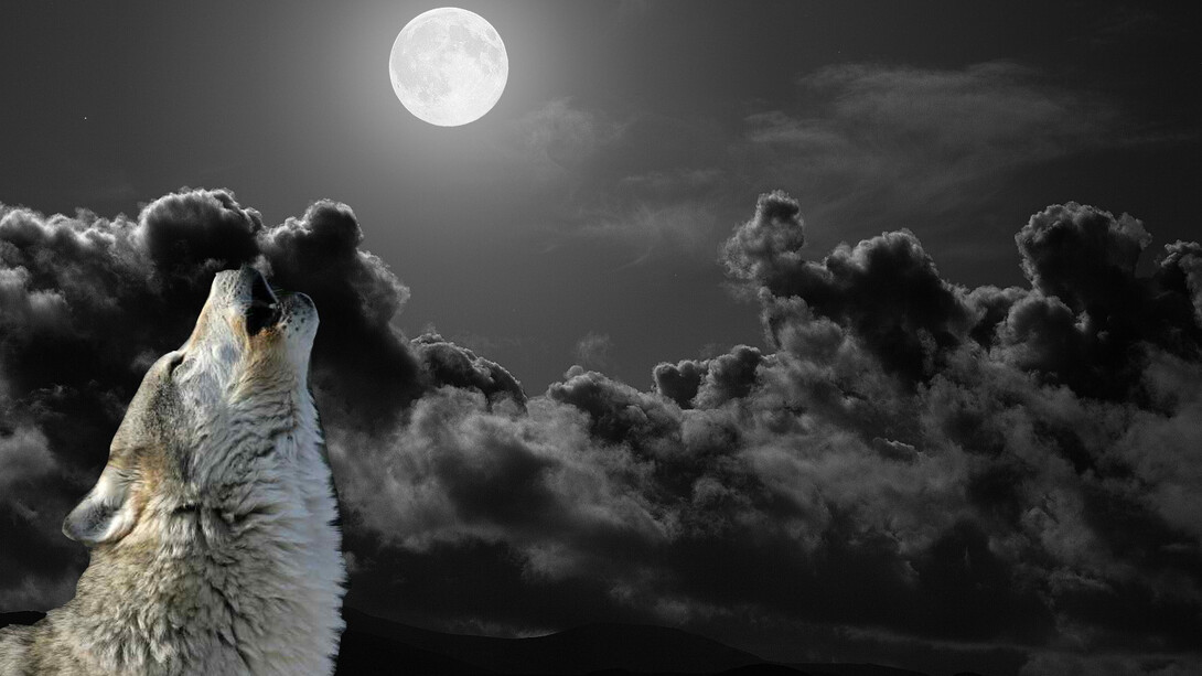 Il richiamo della foresta