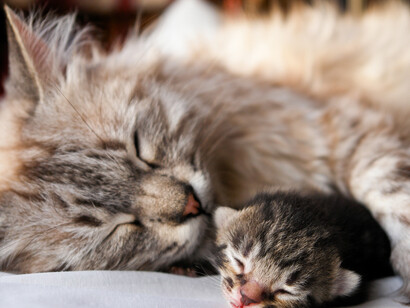 Una de las principales razones por la cual la hembra mata o se come a sus crías, es porque el parto se ha llevado a cabo por cesárea