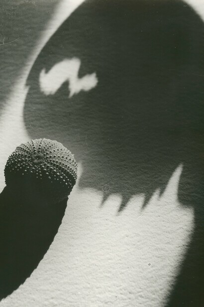 Lotte Collein, Seeigel und Schatten einer Krebsschere (detail), 1928. Courtesy of Kunstbibliothek