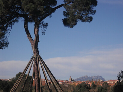 Fotografía: Oscar Farrerons. Estudios dendrocronológicos modernos han demostrado que este pino germinó en 1774, y para celebrar este aniversario, el ayuntamiento de Sant Cugat ha editado un pequeño libreto que narra la historia del pino y de la cuidad, que tan relacionadas están. Sant Cugat del Vallès, Barcelona, España