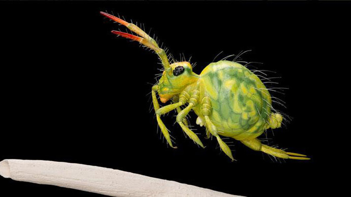 BiodiverCITY. Courtesy of Royal Belgian Institute of Natural Sciences