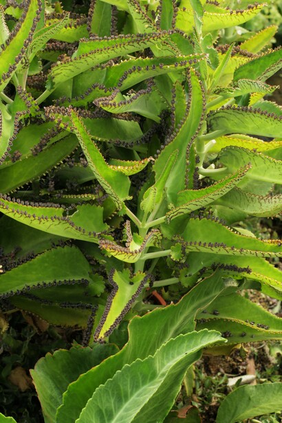 Kalanchoe daigremontiana. Foto: Sabrina Guitart