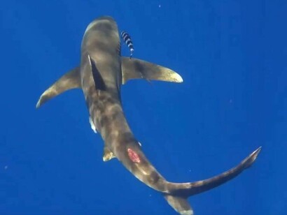 Sharks are apex predators, whose extinction threatens biodiversity, especially coral reef ecosystems, home to 25% of all ocean life