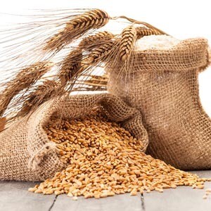 Grano duro Senatore Cappelli