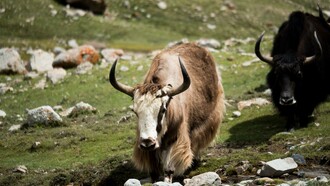 Yak dell'Himalaya, Mardi Himal Base Camp, Lumle, Nepal