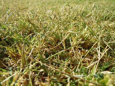 Cynodon dactylon. Presente occasionalmente come erbaccia; può essere invasiva nei climi più caldi e umidi, dove talvolta viene utilizzata come erba da prato a bassa manutenzione