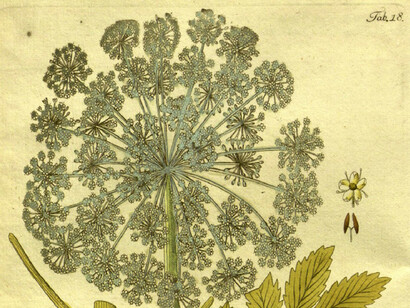 Tavola botanica di Angelica Archangelica
