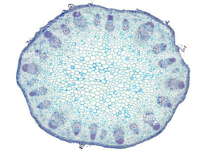 Um close-up de uma célula sob um microscópio