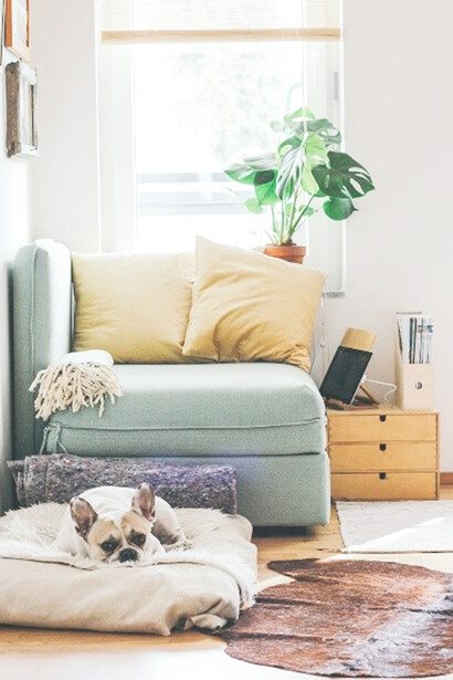 The dog nestled comfortably on its plush bed, transforming it into a cozy sanctuary that truly felt like home