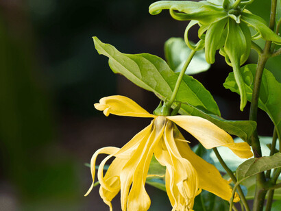 Profumatissimo Ylang-ylang