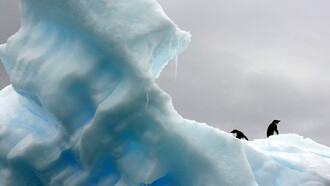 Pingüinos en el hielo