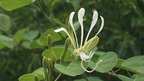 Bauhinia forficata, ou Orquídea Brasileira