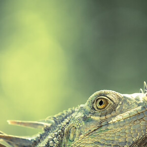 Will Jenkins, Finalist, "Green dragon", Category: 11 to 14 Years, United Kingdom