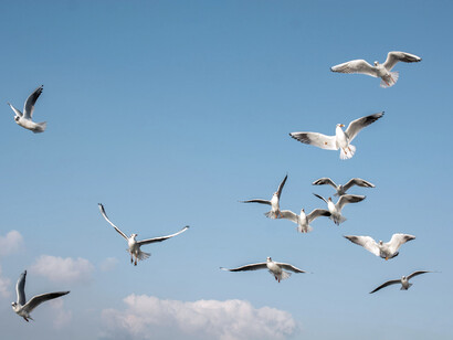 Parvada de gaviotas en vuelo