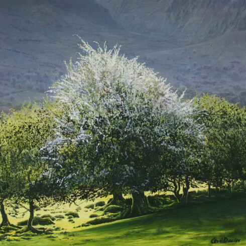 Ceri Auckland Davies - Hawthorn  (Ceunant) 60x65cm. Courtesy of Ffin y Parc