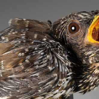Birds & Indigenous Animals. Courtesy of Museum für Naturkunde