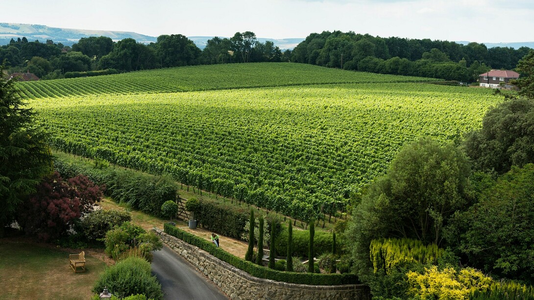 A beautiful and peaceful vineyard in Great Britain near the South East of England