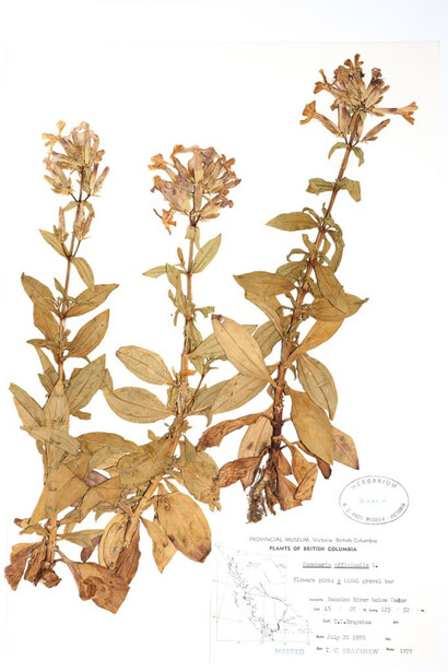 Botany. Courtesy of Royal BC Museum
