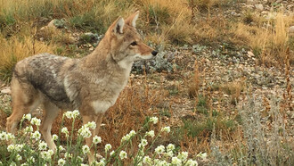 The ever-alert Faerytale