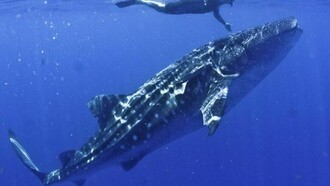 Photos: Whale Shark Tours, Isla Mujeres Adventures.