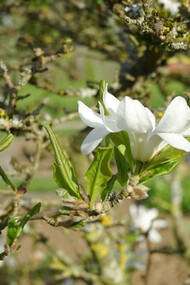 Árbol de magnolio