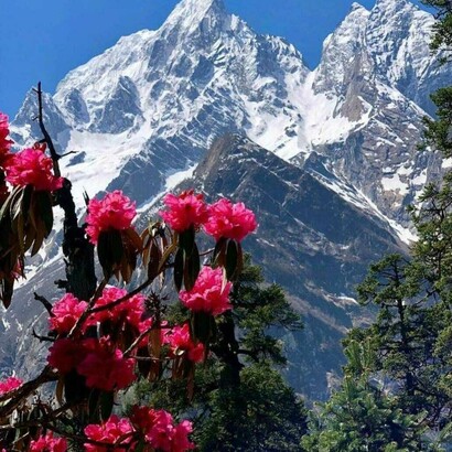 Wildflowers and snow - Dhamas Village is at its best in the winter, India