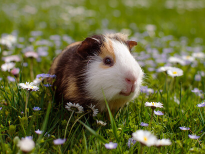Cuyo, resultado del cruce milenario de varias especies del género «Cavia» realizado en la región andina de América del Sur