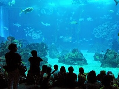 Niños disfrutando de las bellezas oceánicas