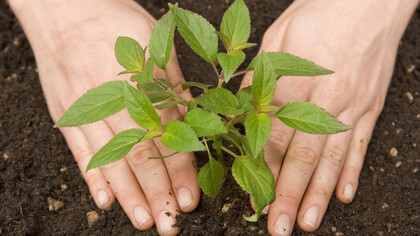 Semeando com carinho para obter as frutas depois